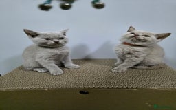 British Shorthair cats for sale: Beautiful British shorthair kittens - Image 18