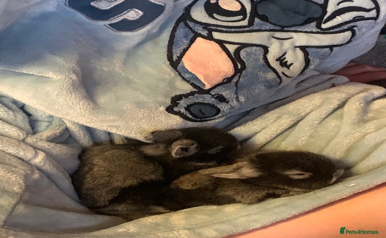 Lionhead rabbits Bouncing bunnies  - Advert 2