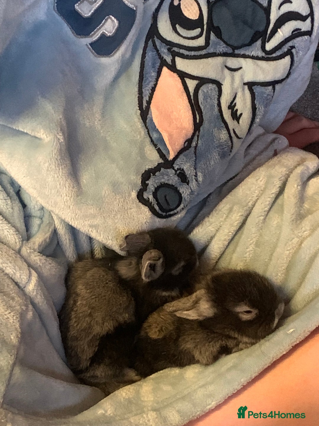 Lionhead rabbits for sale: Bouncing bunnies  - Advert 1