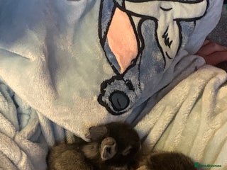 Lionhead rabbits Bouncing bunnies - Advert 1