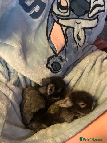 Lionhead rabbits Bouncing bunnies - Advert 1