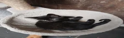 Mixed Breed cats for sale: Beautiful black mixed breed kittens  - Advert 2