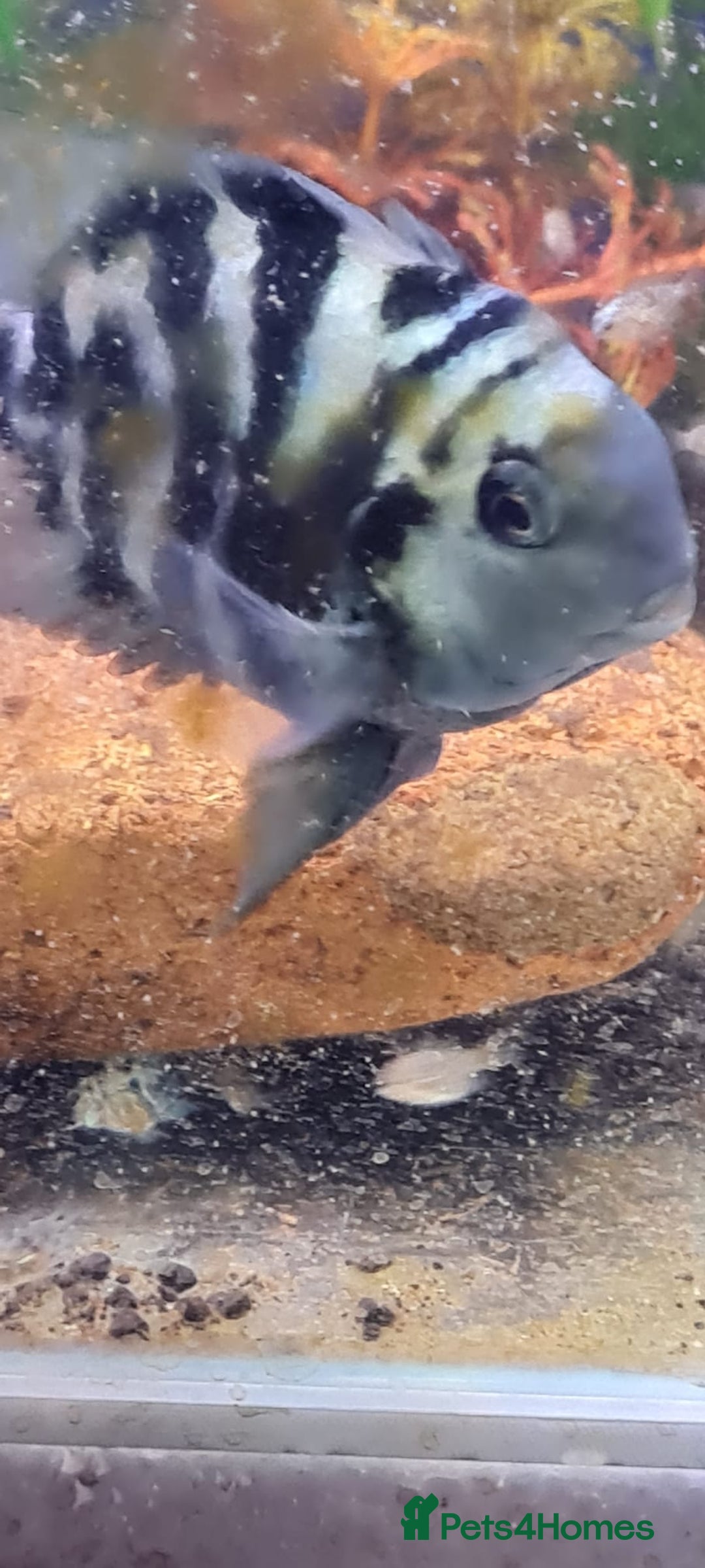 Cichlids fish for sale: Platinum polar parrot babies and true blues  - Advert 5