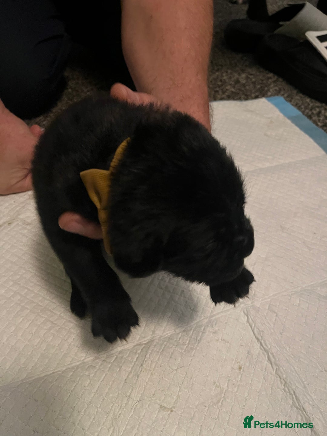 Cane Corso dogs for sale: Full Cane Corso Puppies x5 girls x5 Boys - Advert 8