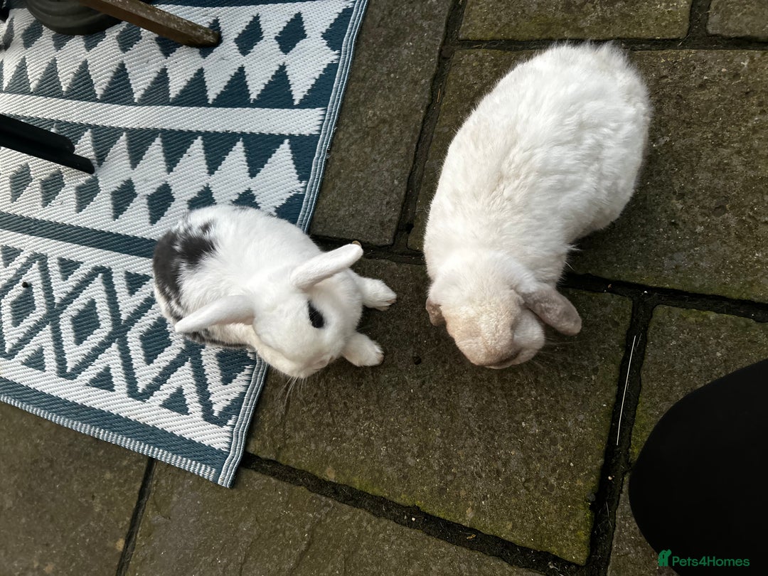 English Lop rabbits for sale: Two rabbits - Image 2