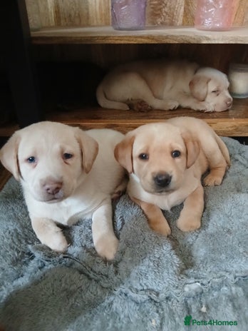 Labrador Retriever dogs - Advert 1