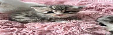 Siberian 2