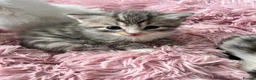 Siberian cats for sale: Four Fluffy kittens - Advert 21
