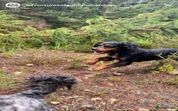 Cocker Spaniel dogs for stud: Black/Tan Cocker Spaniel Stud - Image 2