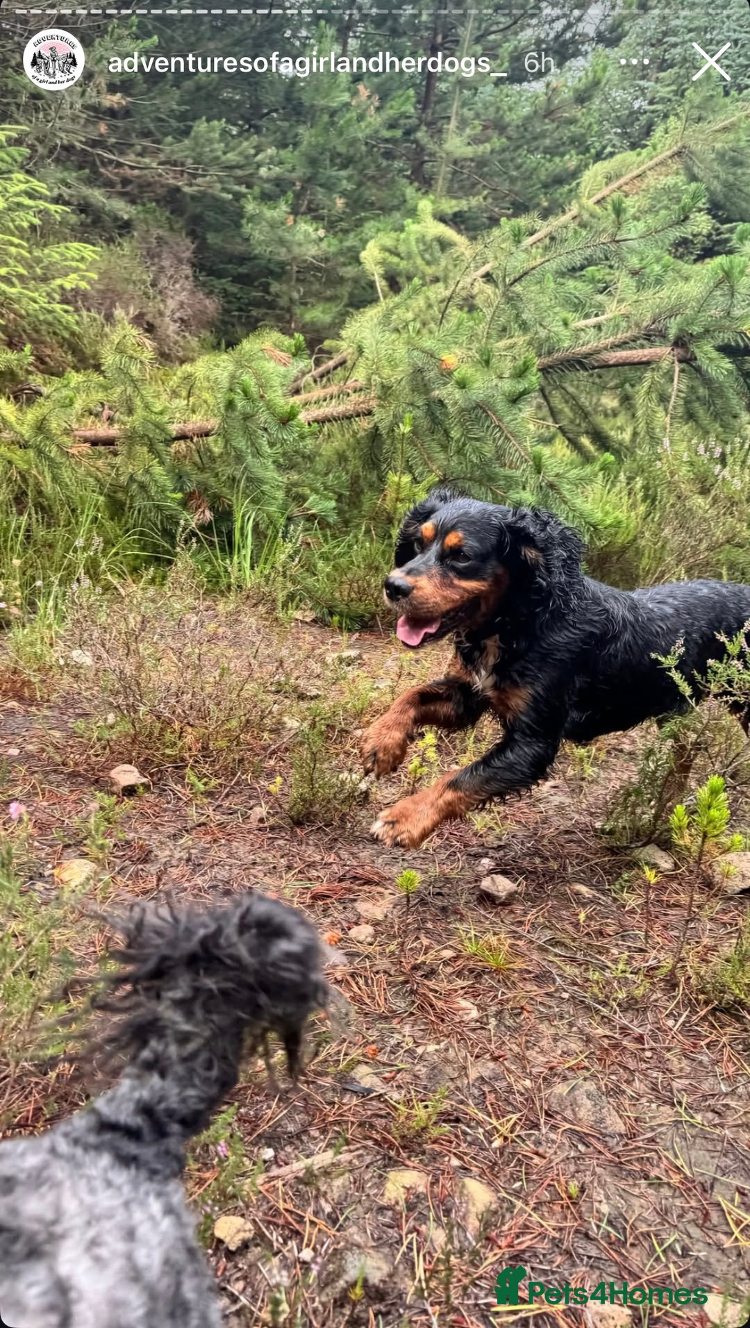 Cocker Spaniel dogs for stud: Black/Tan Cocker Spaniel Stud - Image 2