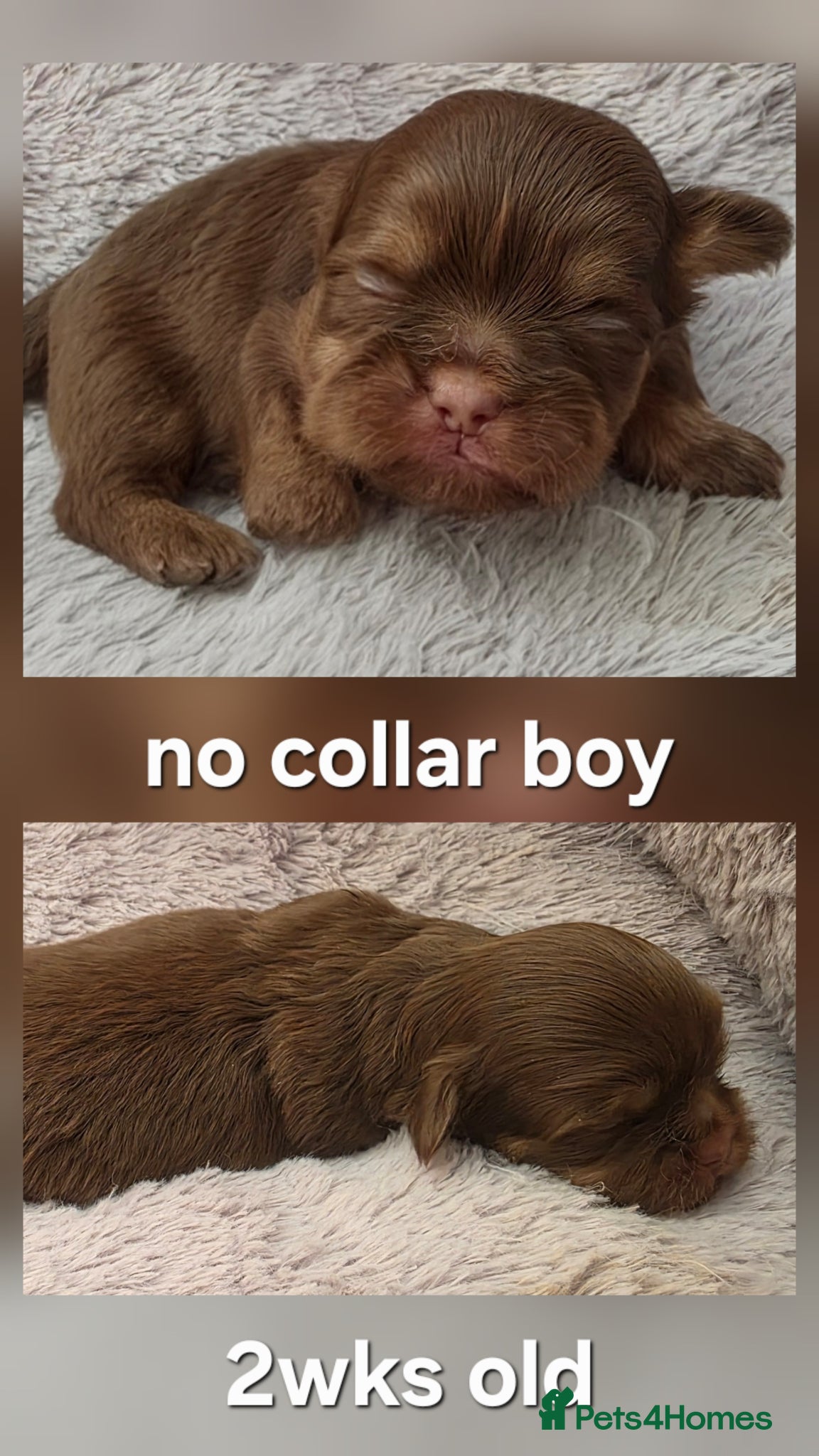 Shih Tzu dogs Imperial Chocolate Shih Tzu puppies - Advert 2