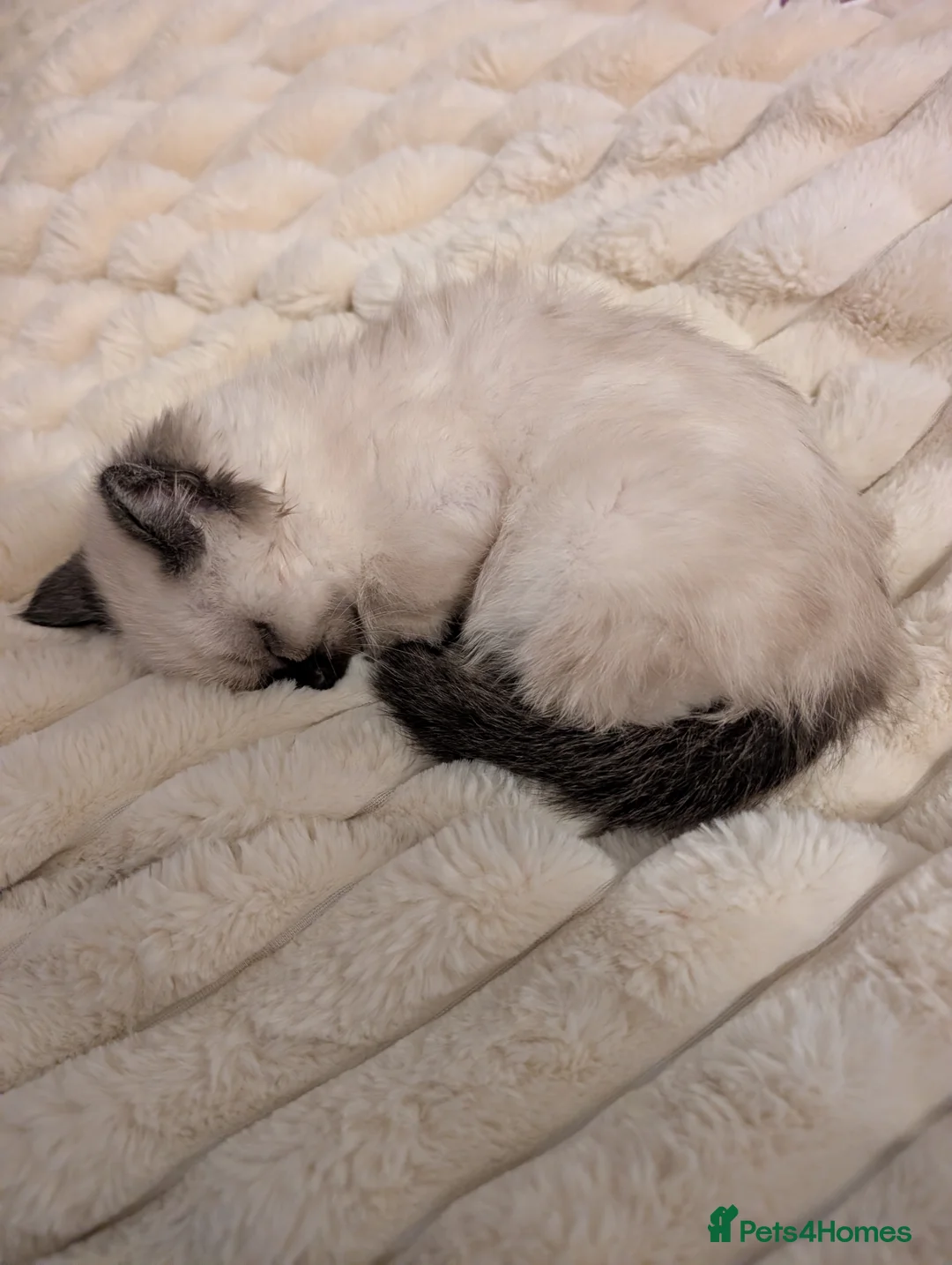 Ragdoll cats for sale: Ragdoll kittens  - Advert 2