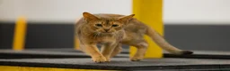 Abyssinian cats for sale: Gorgeous Abyssinian kittens - Advert 6