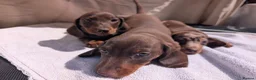 Miniature Dachshund dogs for sale: 🐾 Beautiful Miniature Dachshund Puppies 🐾 - Advert 7