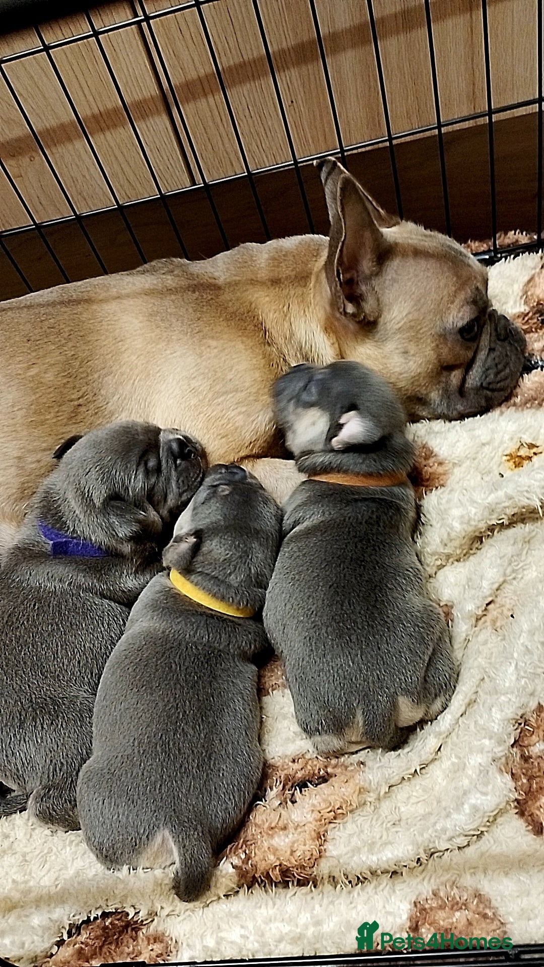 Frug dogs for sale: Frugs  - Advert 3