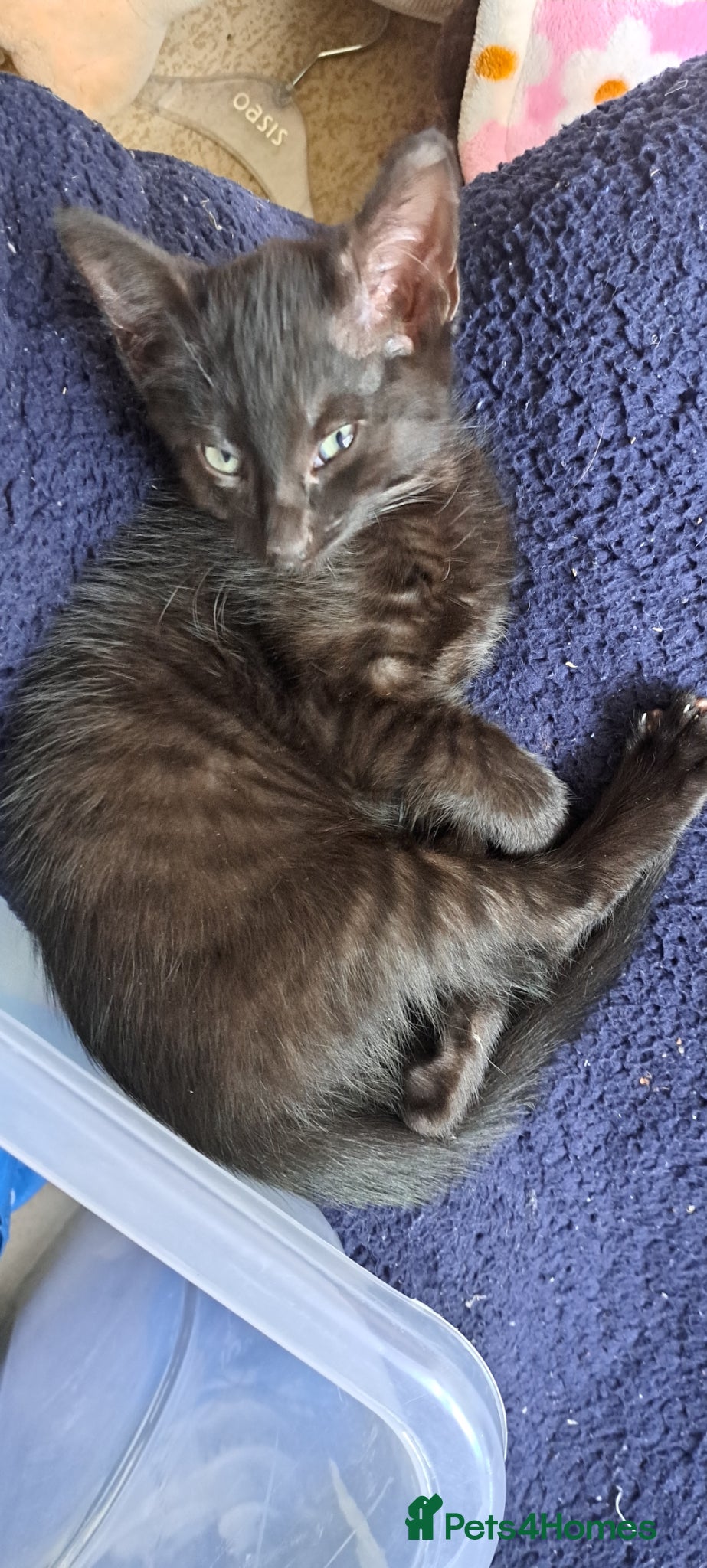 Mixed Breed cats One beautiful kitten left - Advert 1