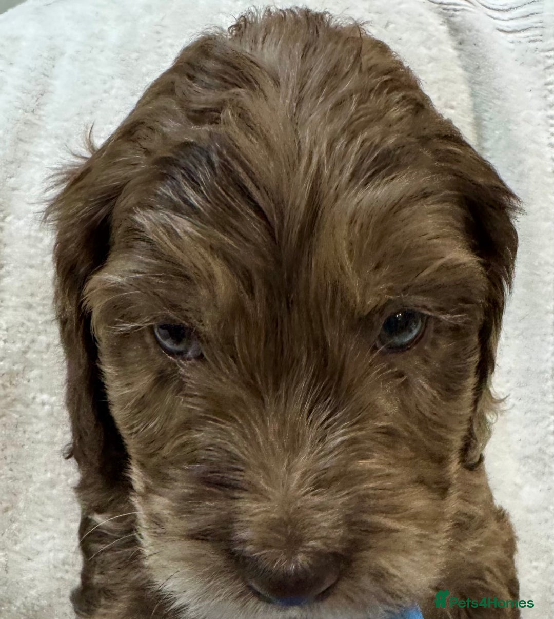 Cockapoo dogs for sale: F1 Standard Rare Parti, Solid and Merle Cockapoos - Advert 8