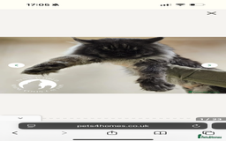 Maine Coon cats for sale: TICA registered russian poly and non poly kittens - Image 8