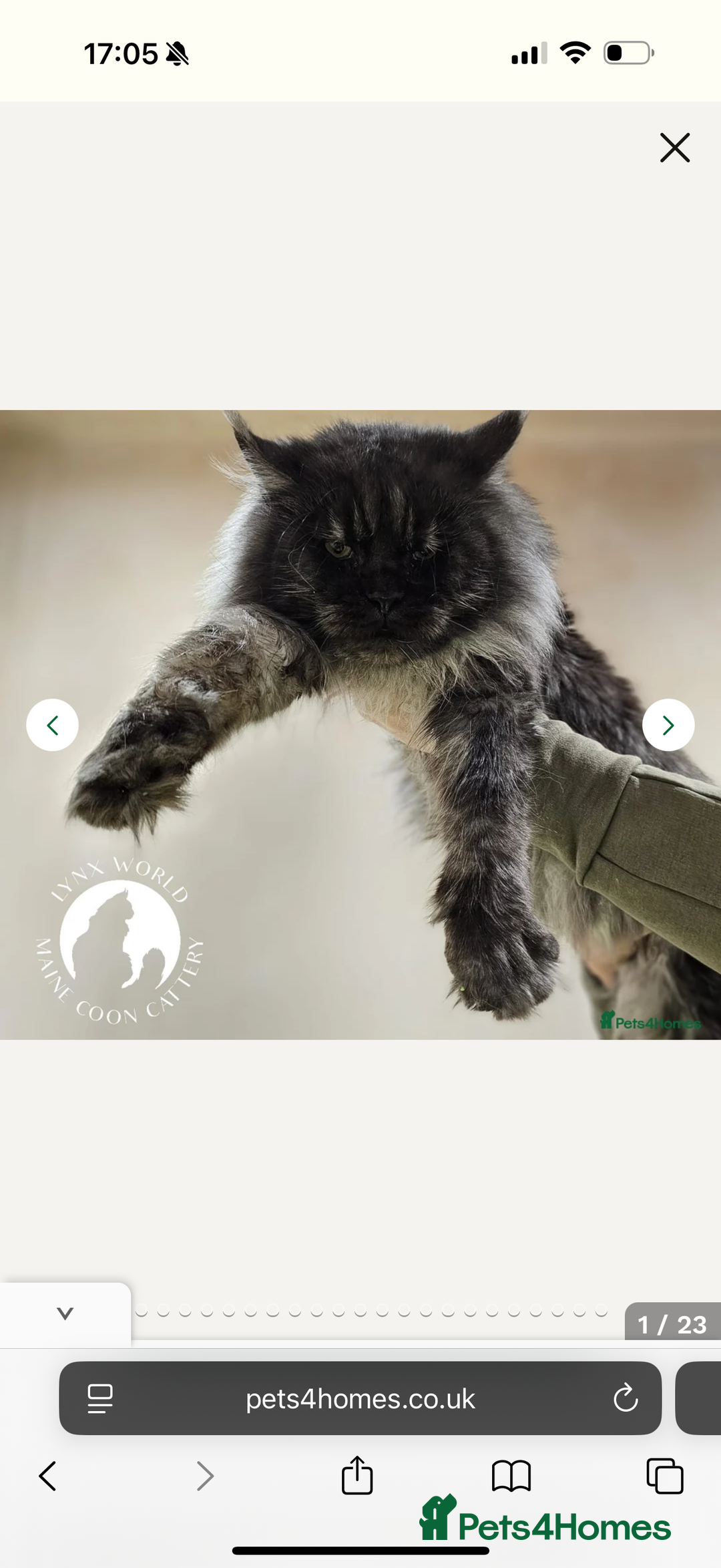 Maine Coon cats for sale: TICA registered russian poly and non poly kittens - Image 8