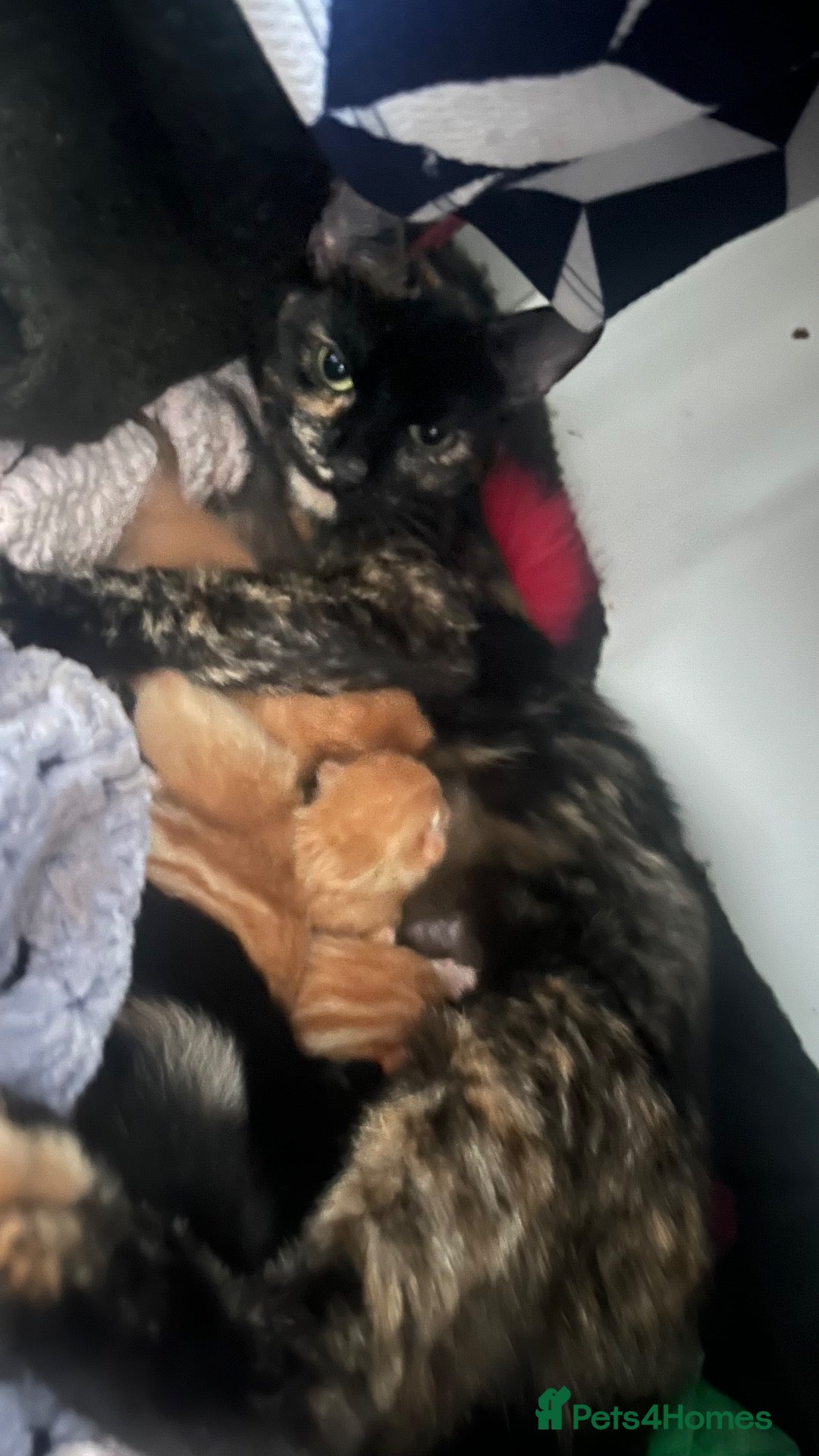 Mixed Breed cats Grey and black kittens  - Advert 4
