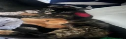 Mixed Breed cats for sale: Grey and black kittens  - Advert 1