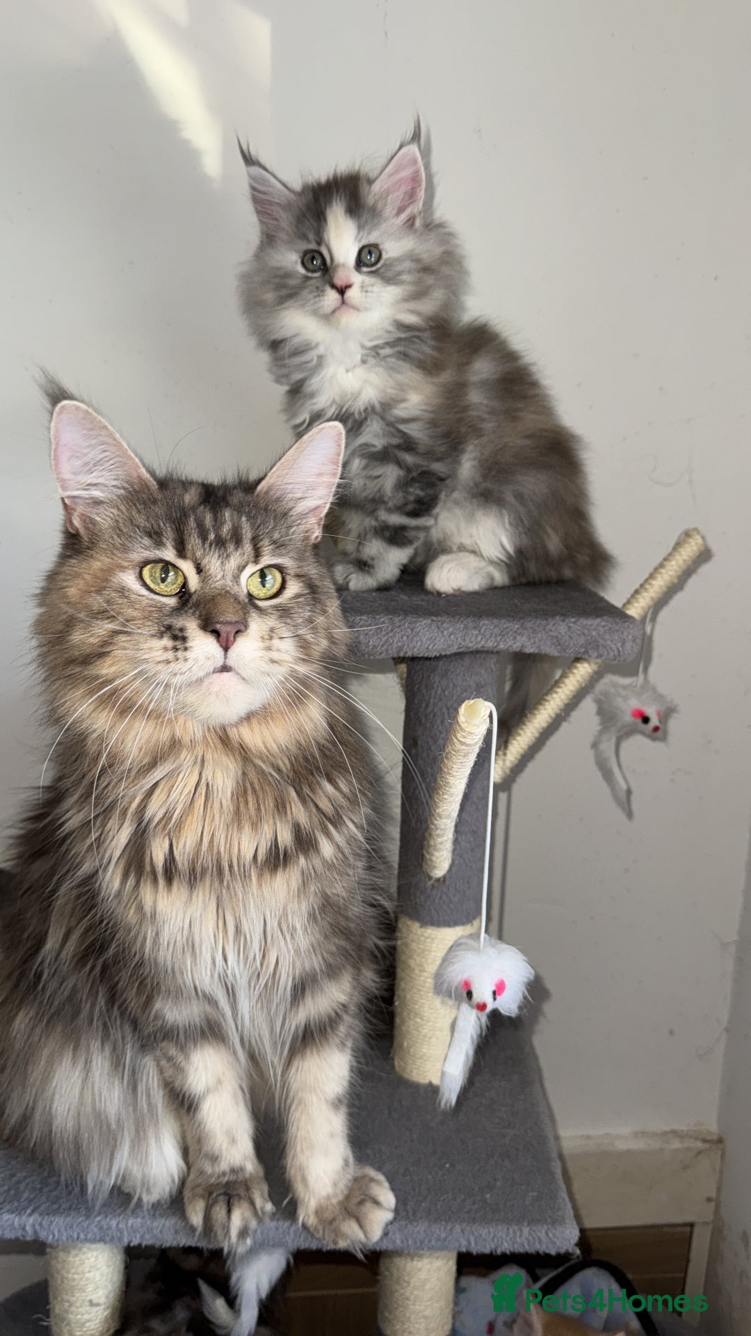 Maine Coon cats for sale: 8 week old mainecoon - Advert 5