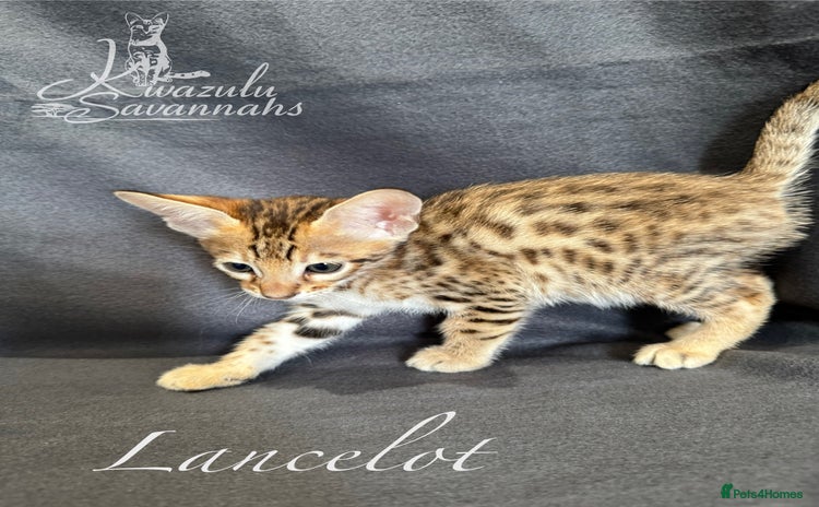 Savannah cats - Advert 3