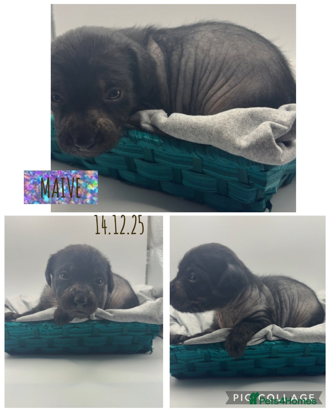 Mixed Breed dogs for sale: Chinese crested x miniature dachshund  - Advert 3