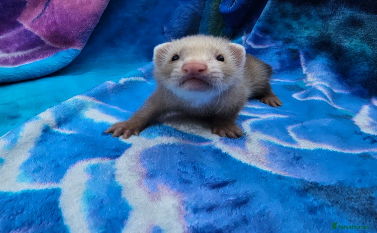 Ferret rodents - Advert 11