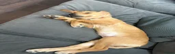 Golden Retriever dogs for sale: Little Annie  - Advert 3