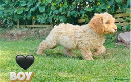 Cockapoo dogs for sale: 6 beautiful champagne and gold 🐶  - Image 19
