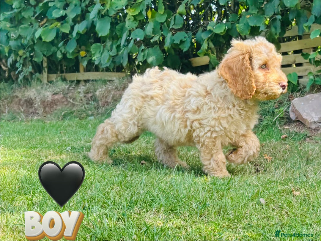 Cockapoo dogs for sale: 6 beautiful champagne and gold 🐶  - Image 19