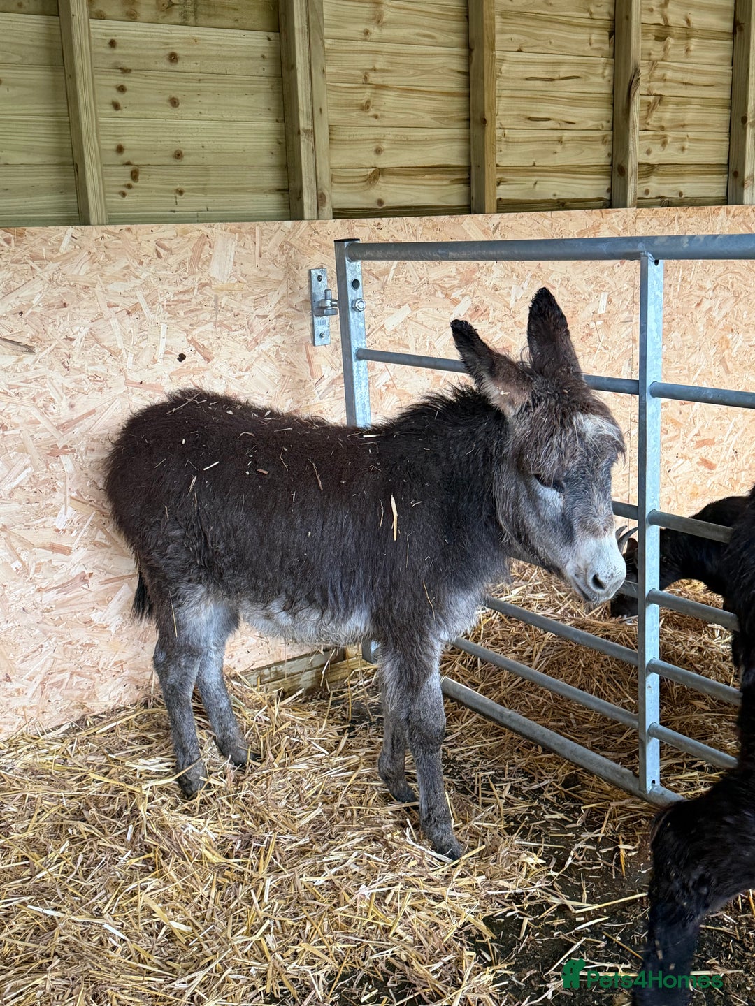 Donkey livestock for sale: 🩵 For Sale – Bobby the Jack Foal 🩵 - Advert 6
