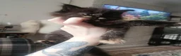 Maine Coon cats for sale: Mainecoon kittens in Liverpool - Advert 3
