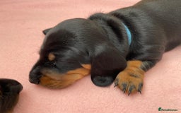 Miniature Dachshund dogs for sale: Miniature Dachshund Puppies   in Pontefract - Image 13