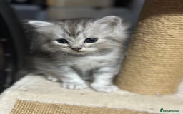 Mixed Breed cats for sale: Persian Chinchilla Cross kittens - Image 8