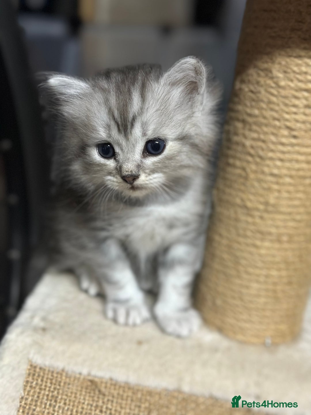 Mixed Breed cats for sale: Persian Chinchilla Cross kittens - Image 8