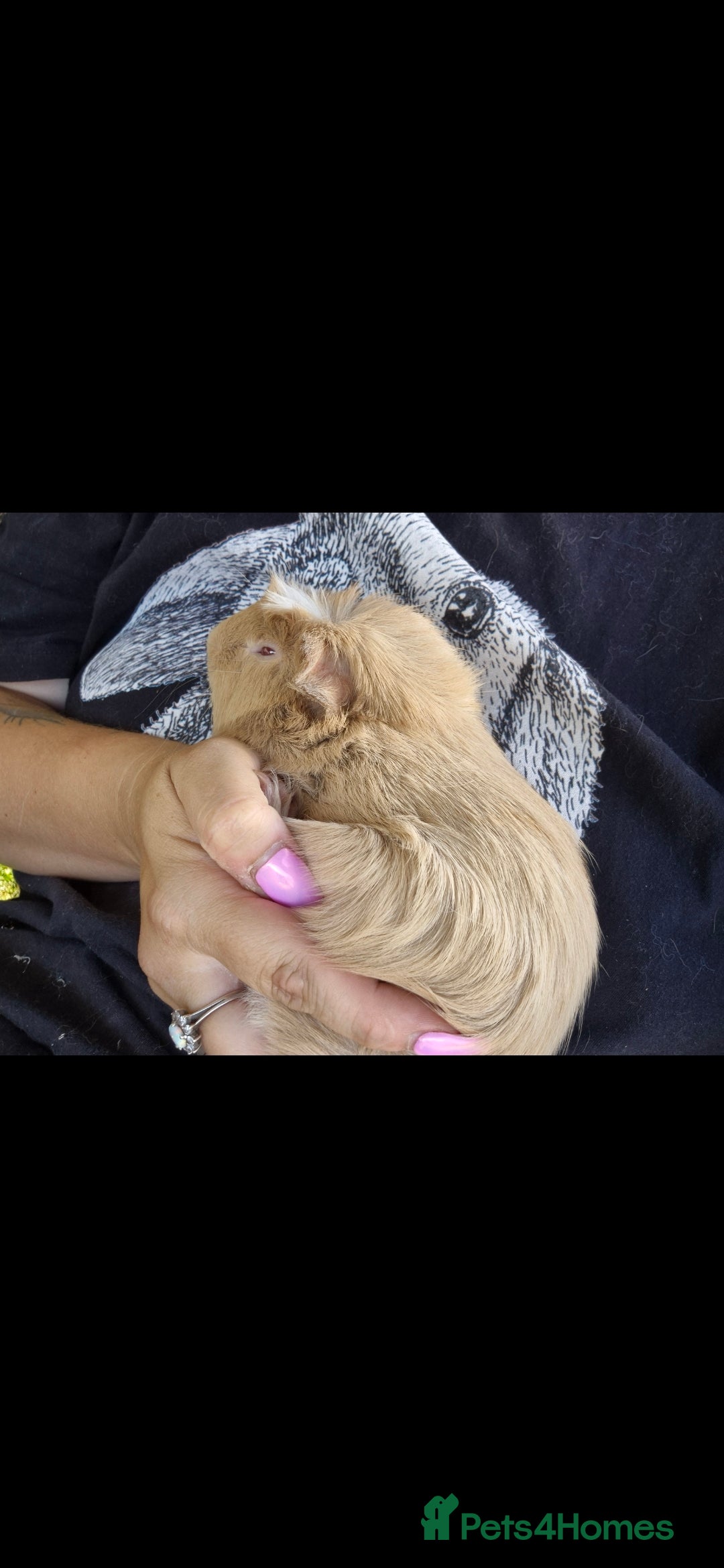 Guinea Pig rodents for sale: Churchill a friendly boy - Image 3