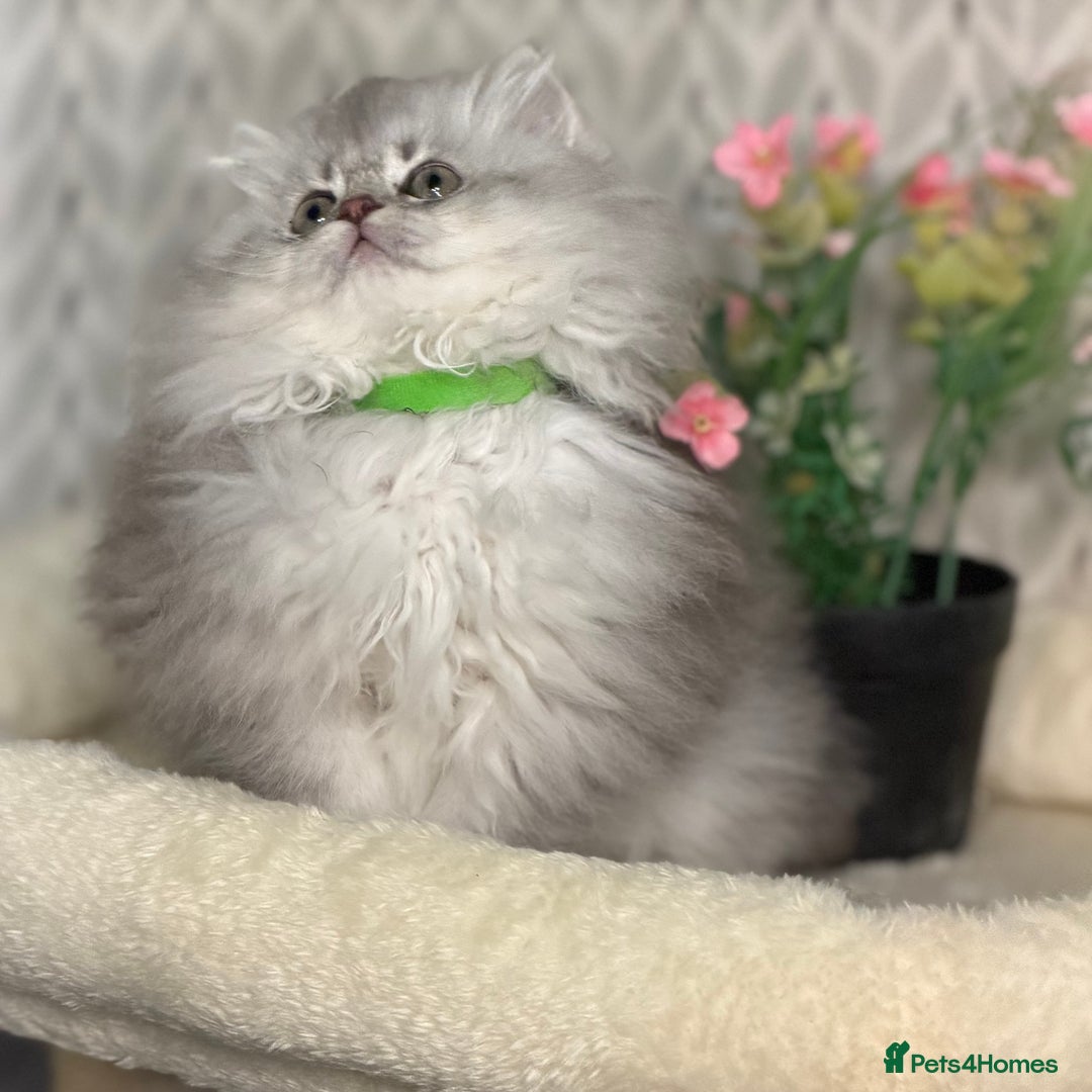 British Longhair cats for sale: British Longhair/Shorthair kittens TICA - Advert 2