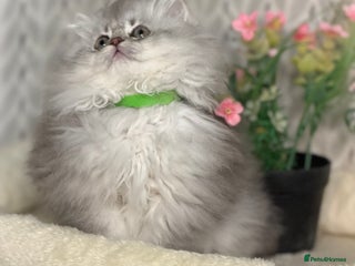 British Longhair cats British Longhair/Shorthair kittens TICA - Advert 4