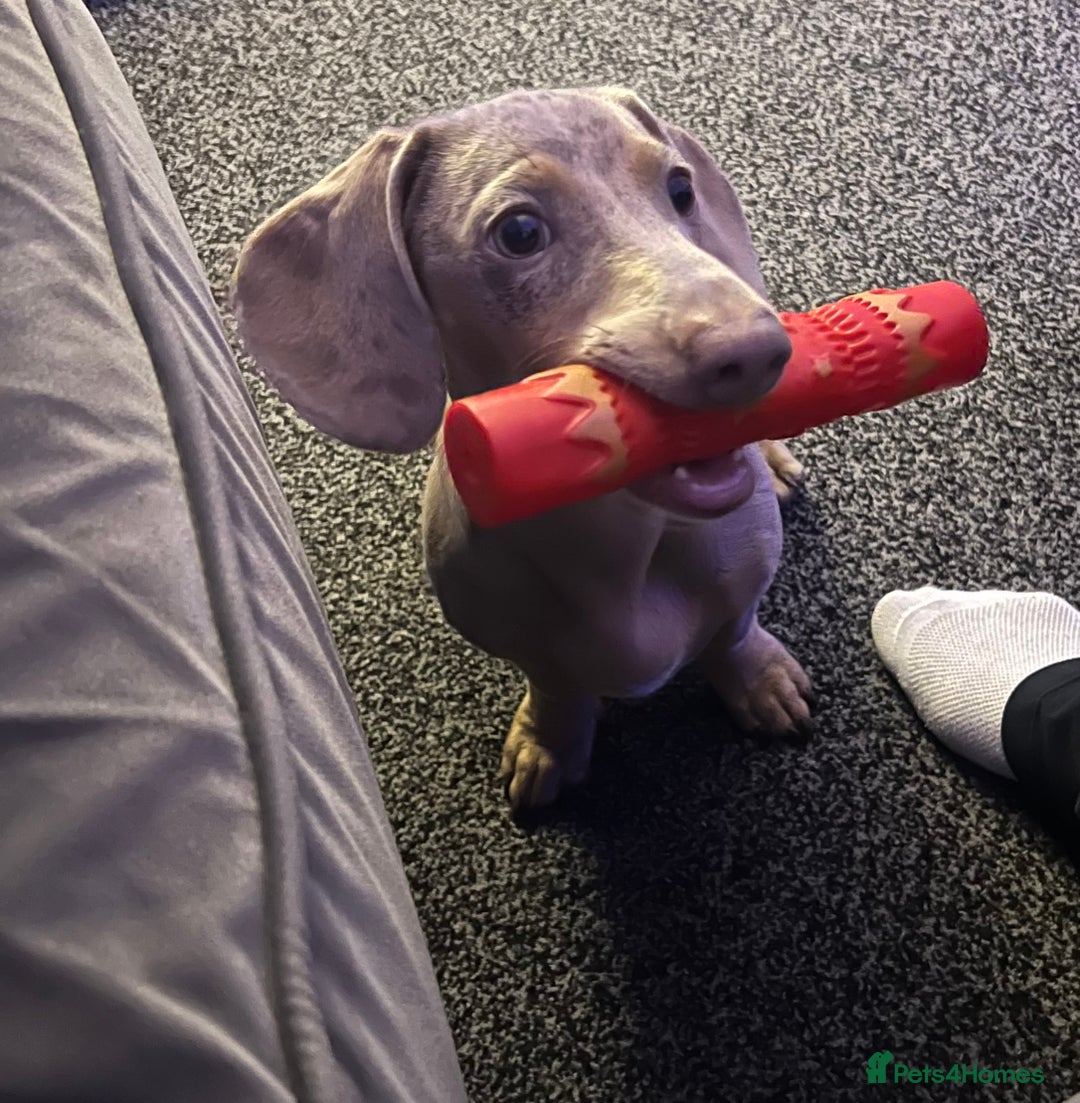 Dachshund dogs for sale: Miniature Dachshund  - Advert 3