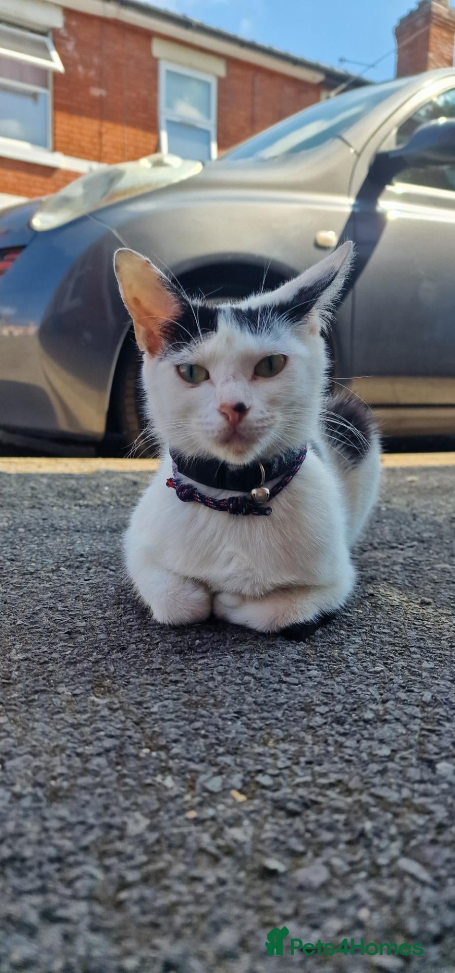 Mixed Breed cats 8-Week-Old Kittens Ready Now (Derby) - Advert 2