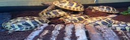Hermann Tortoise reptiles for sale: Hermanns Tortoise babies - Advert 12