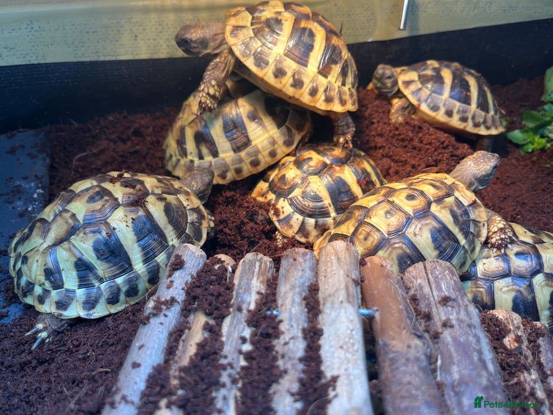 Hermann Tortoise reptiles for sale: Hermanns Tortoise babies - Image 12