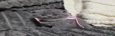 British Shorthair 6