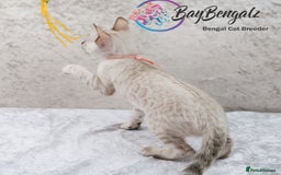 Bengal cats for sale: Champion line Superb Bengal Kittens  - Image 30