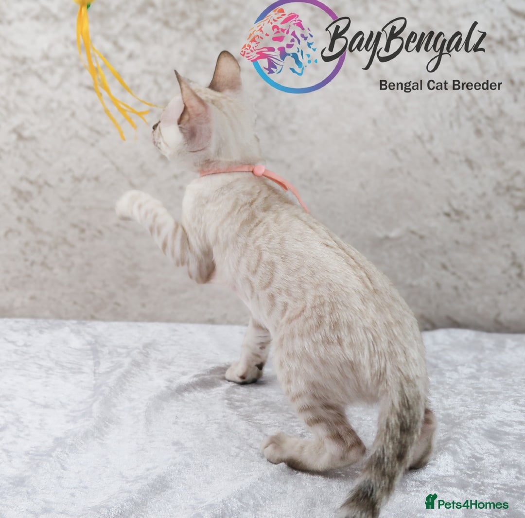Bengal cats for sale: Champion line Superb Bengal Kittens  - Image 30