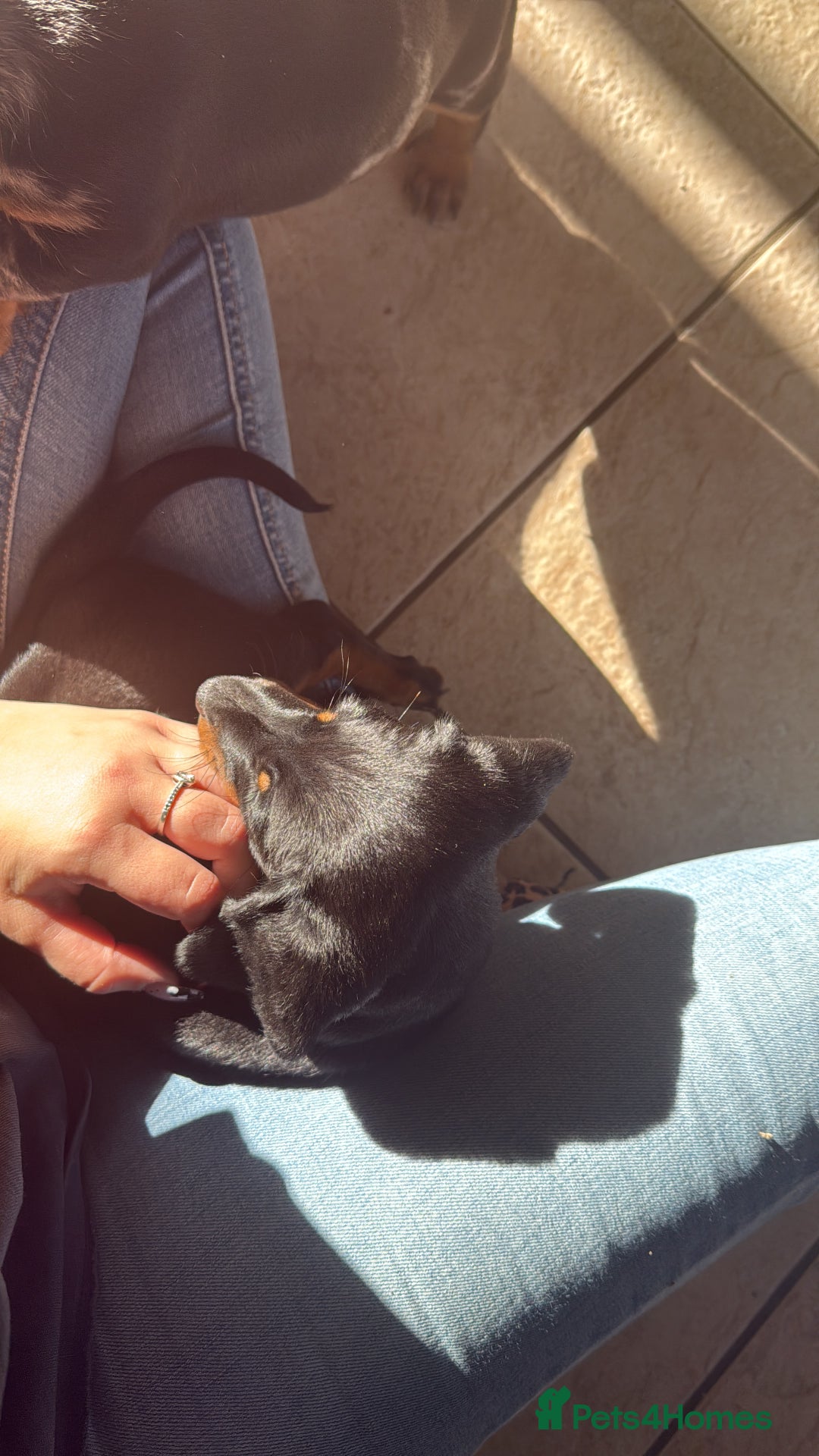 Dachshund dogs for sale: Standard Dachshund Puppy – Ready Now - Image 8