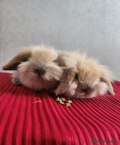 Fluffy Rabbits for sale | Pets4Homes