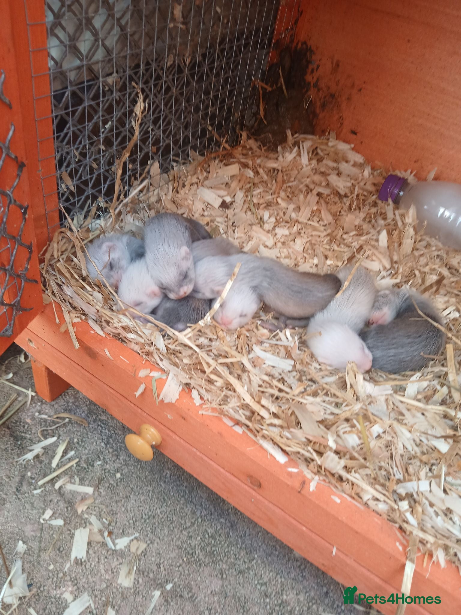Ferret rodents Baby Ferret kits look at description!  - Advert 1